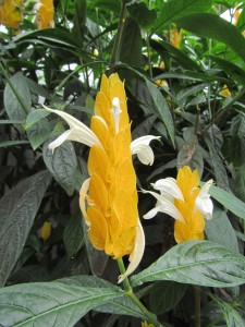 Cameron Highlands-082